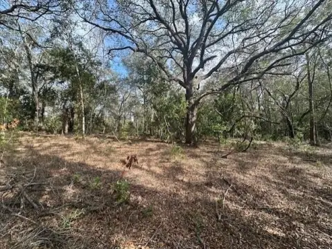 40 Acres Wooded Property, Bell