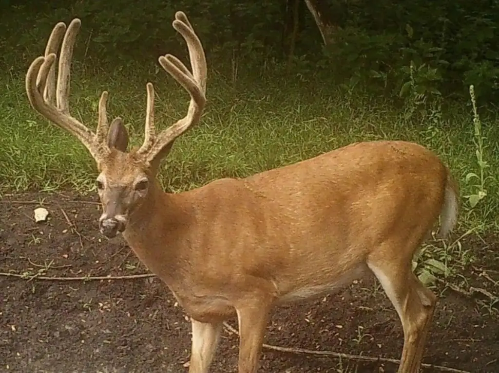 Picture 19