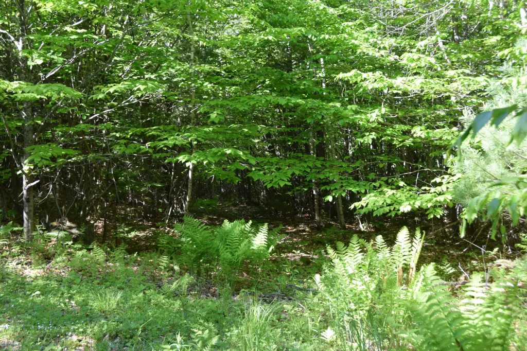 Picture 15