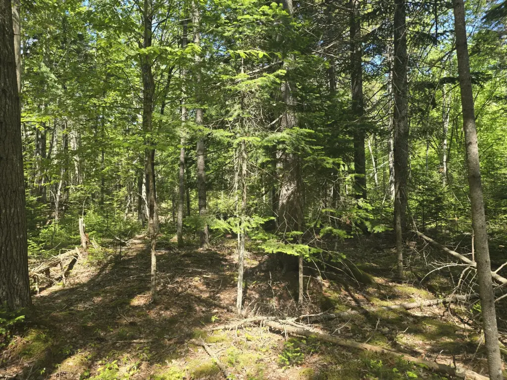Picture 5