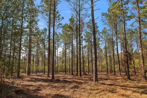 Secluded Land in Rusk, Texas