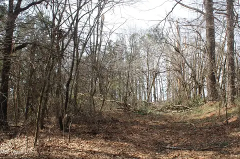 24 Acres of Wooded Land