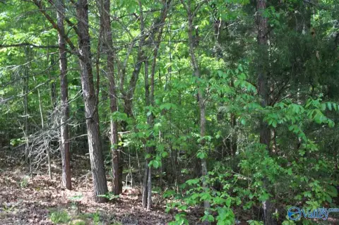 Wooded Lot in Valley Head