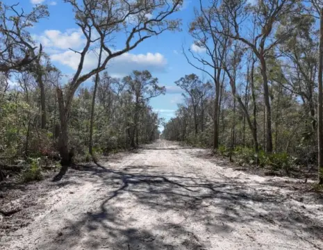 Wooded Acreage Near Suwannee River
