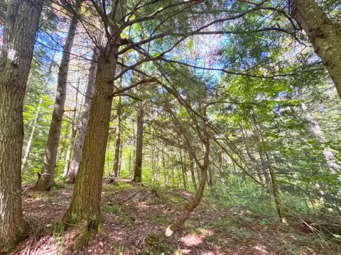 Heavily Wooded Land in Paradise