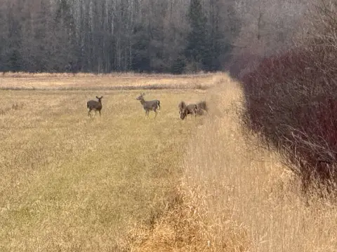 Pickford Hunting Land on M-48