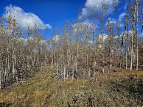 Vacant Land in Curtis, MI