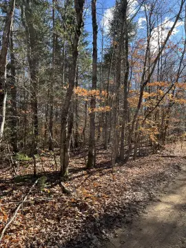 Wooded Land in Luce County