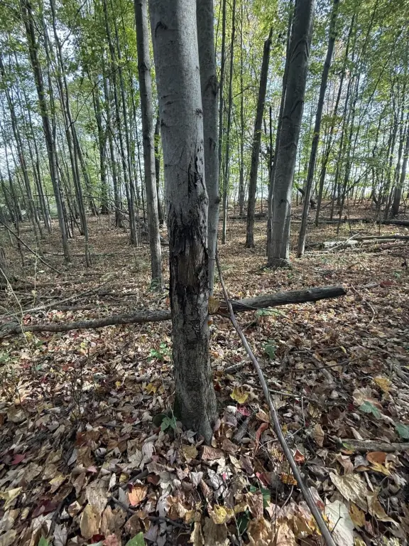 Picture 37