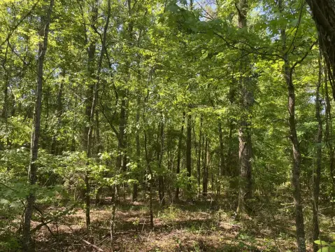 Lapine, AL Vacant Land