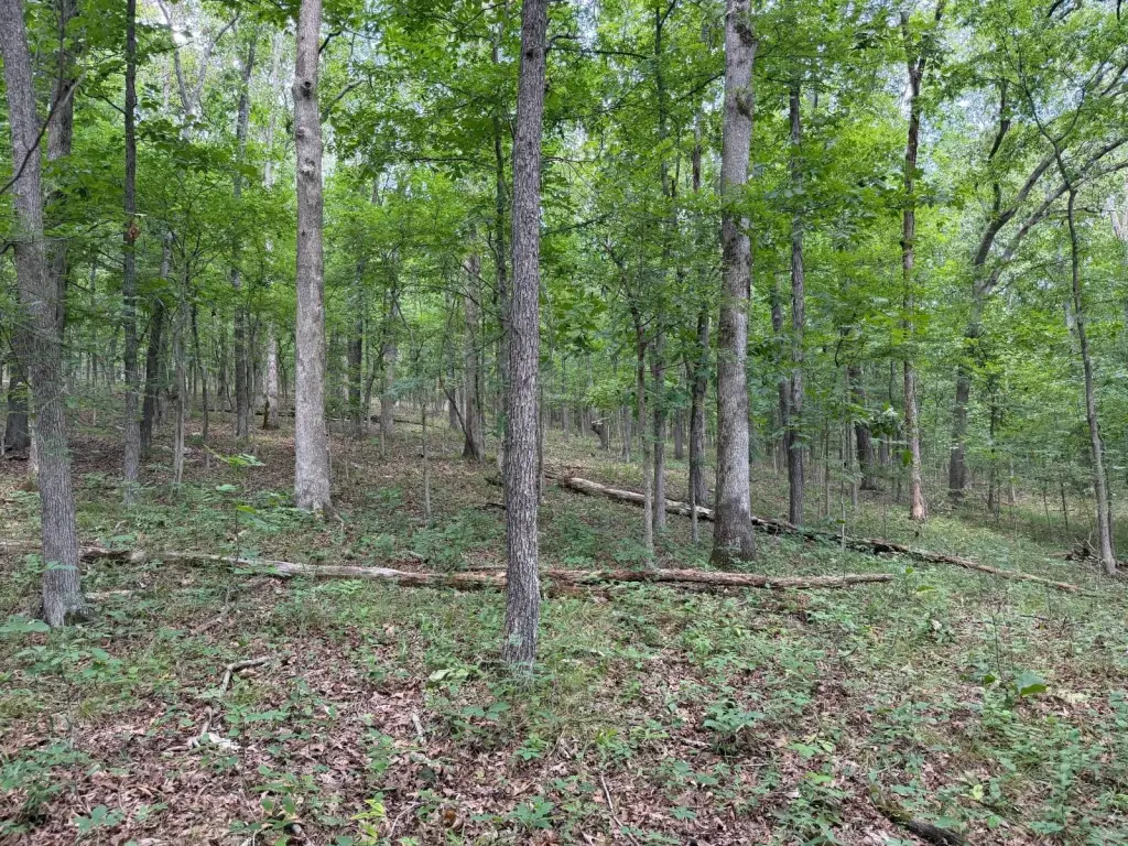 Picture 21