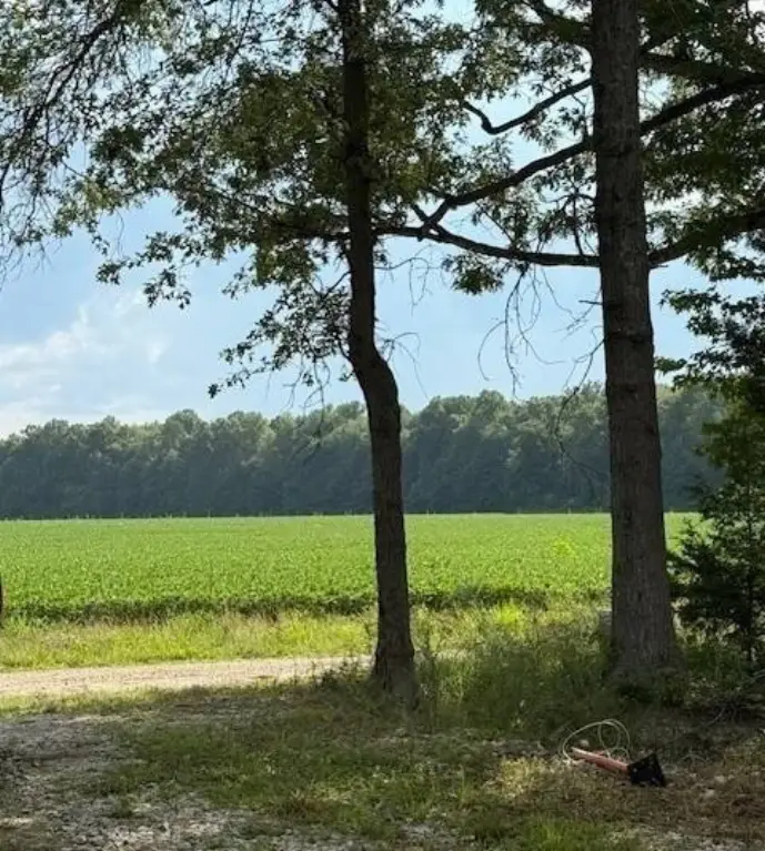 Picture 8
