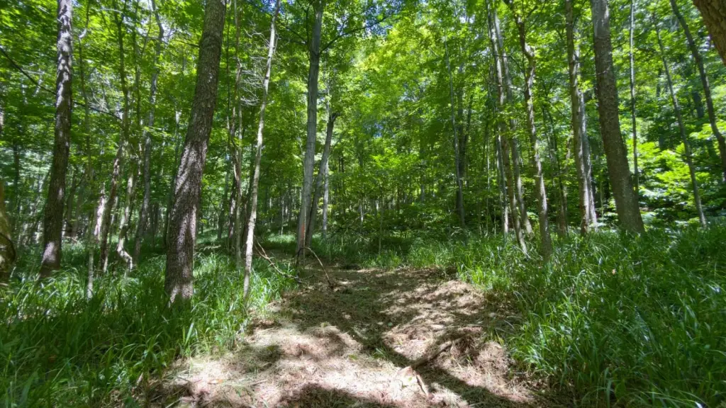 Picture 25
