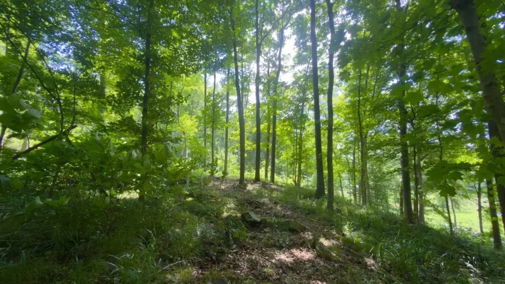 Picture 39