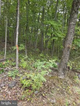 Wooded Lot in Front Royal