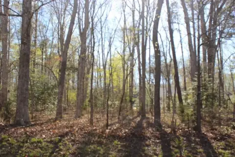 Wooded Lot Near Captains Corridor