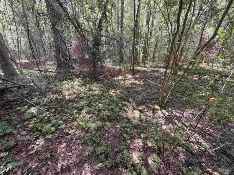 Mature Timber Hunting Land