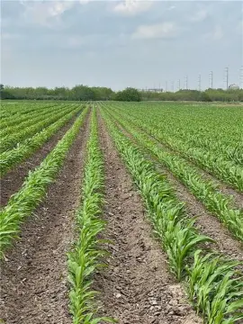 Irrigated Farmland in Progreso, Texas