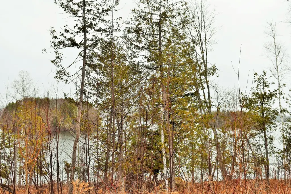Picture 8