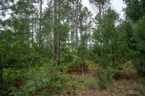 Wooded Lot in Bollig Estates