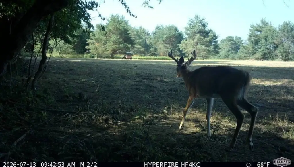Picture 45