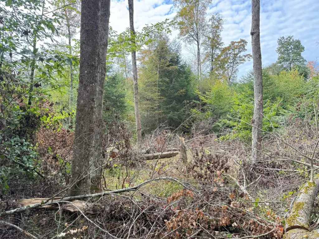 Picture 18
