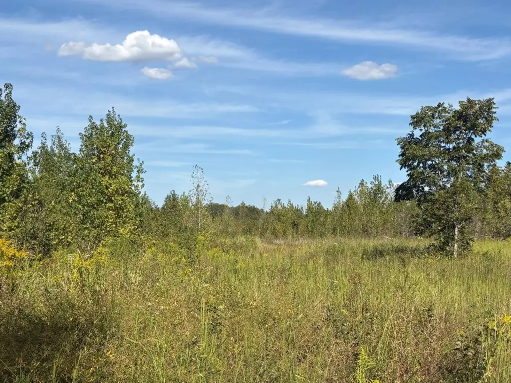 Picture 21
