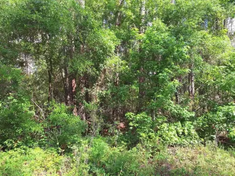 Secluded Wooded Acreage with Income Potential