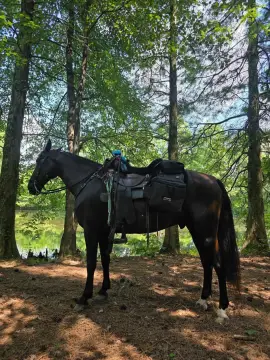 Land Near Shawnee National Forest