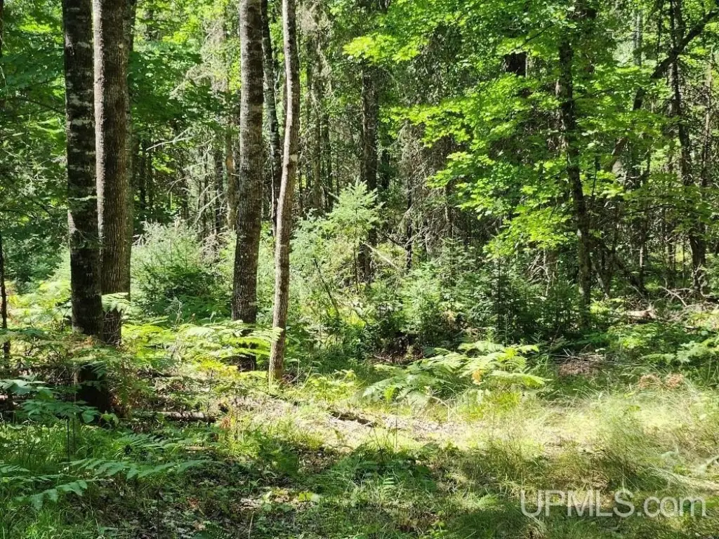 Picture 15