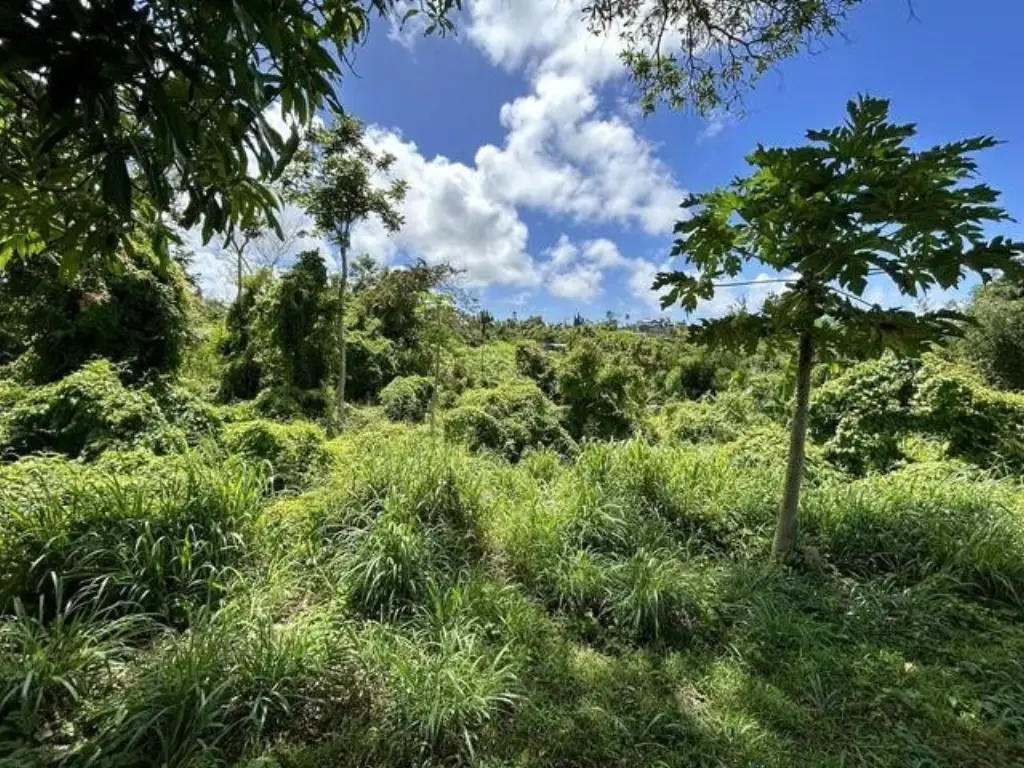 Picture 5