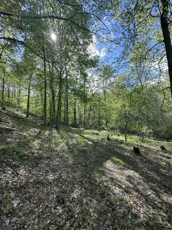 Picture 15