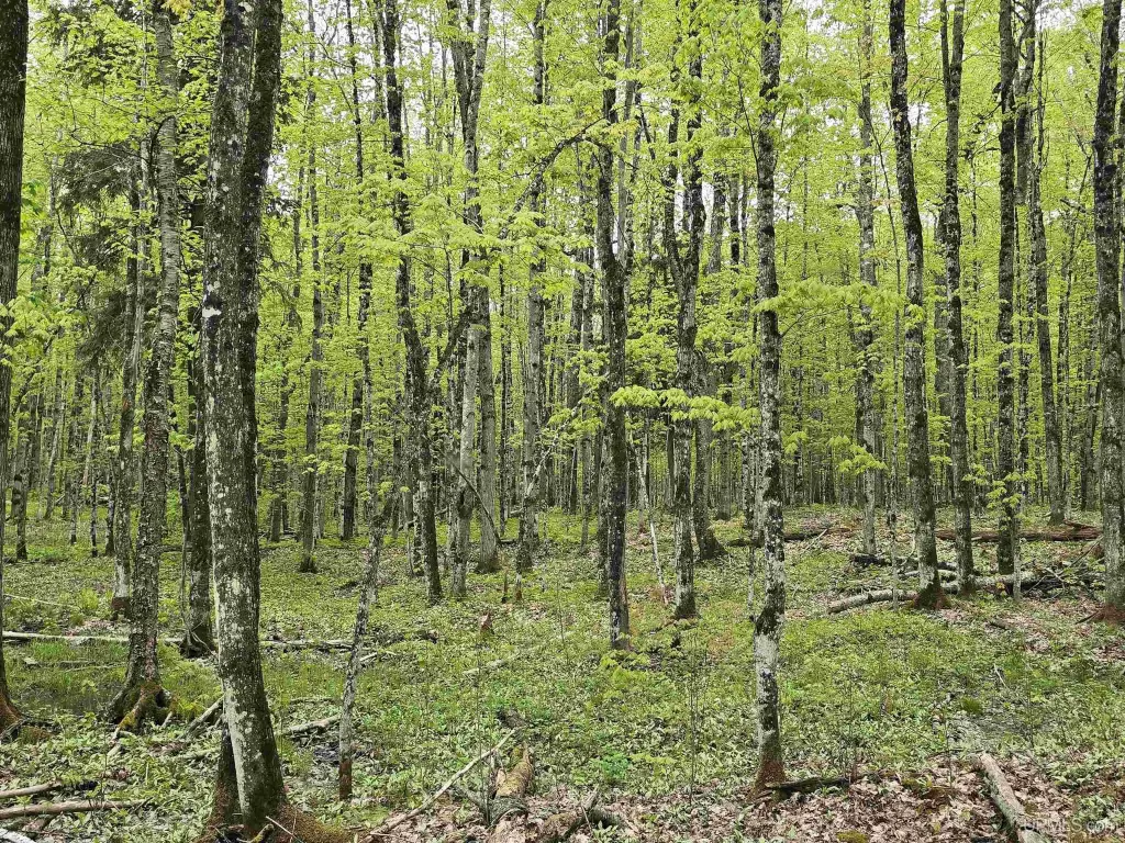 Picture 15