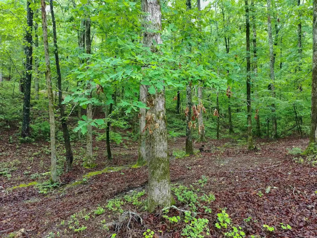 Picture 31