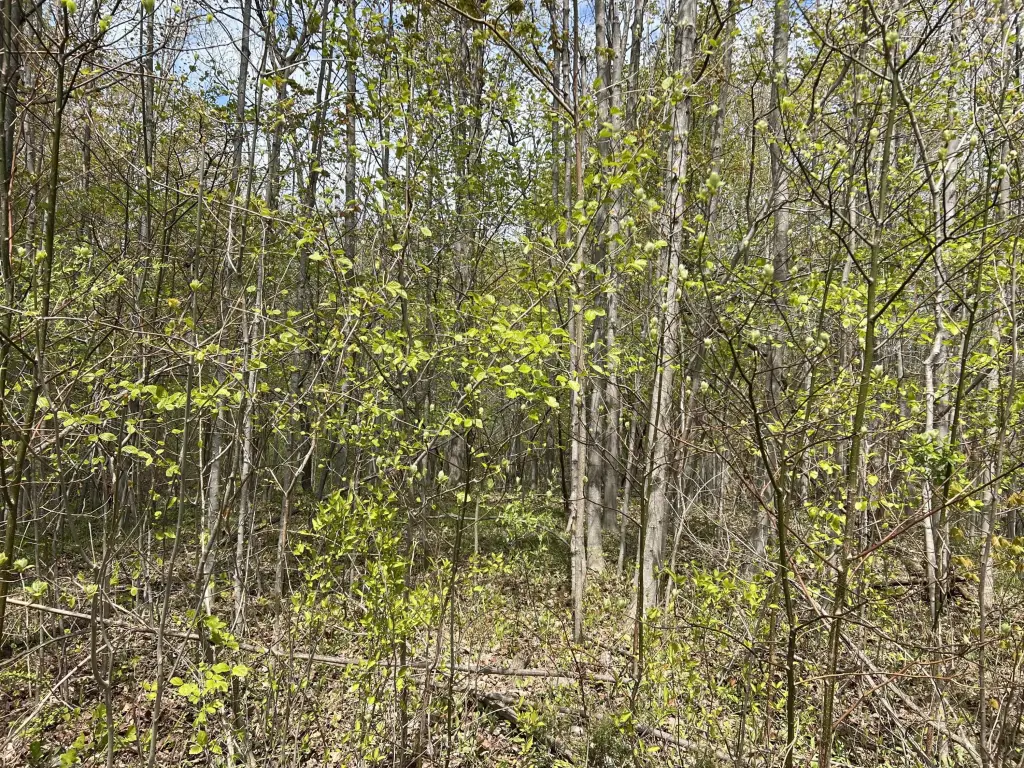Picture 7