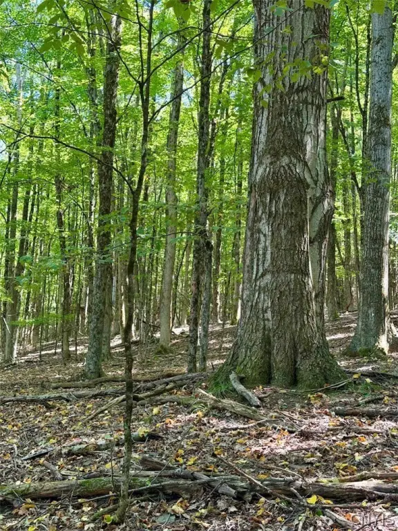 Picture 19