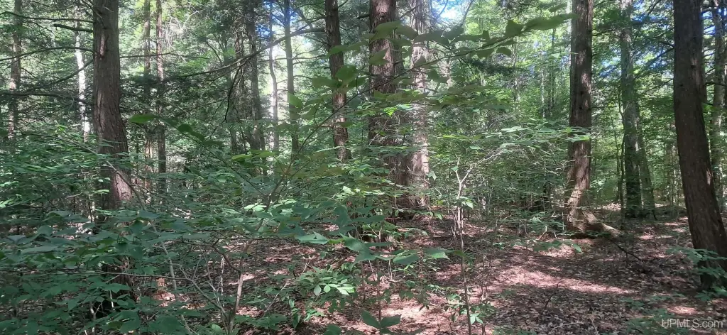 Picture 8