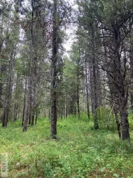 Forested Lot Near Yellowstone Park