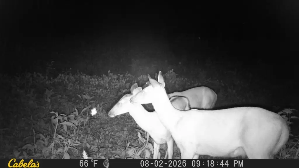 Picture 28