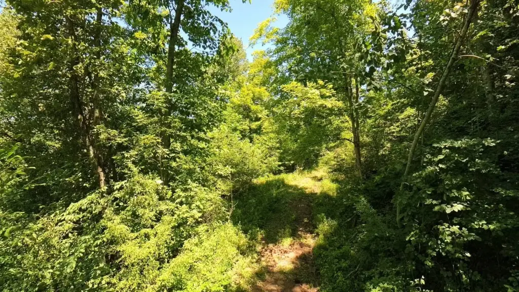 Picture 24