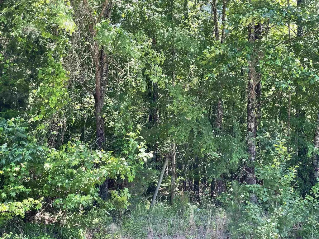 Picture 4