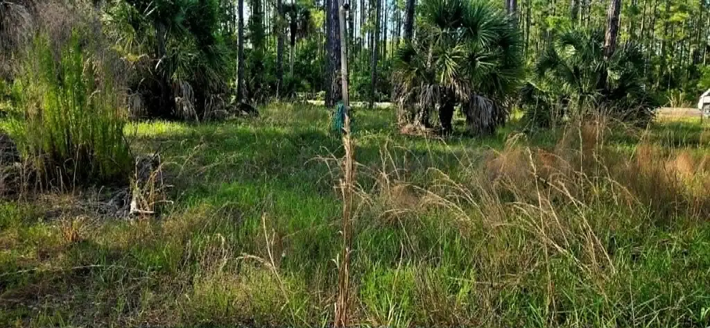 Picture 5