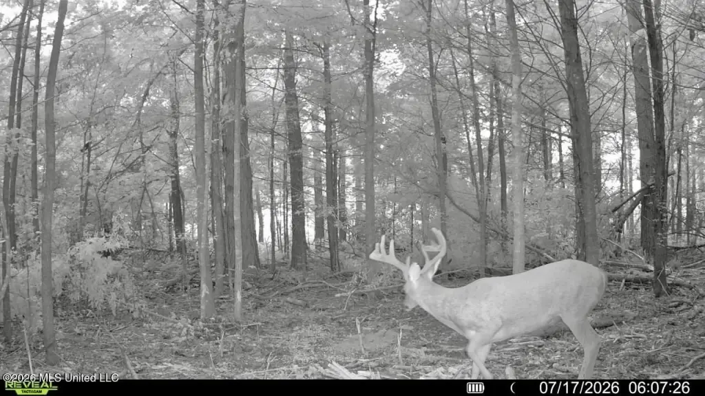 Picture 3