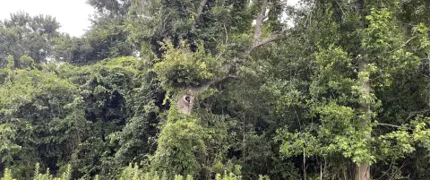 Residential Land in Summerville, SC