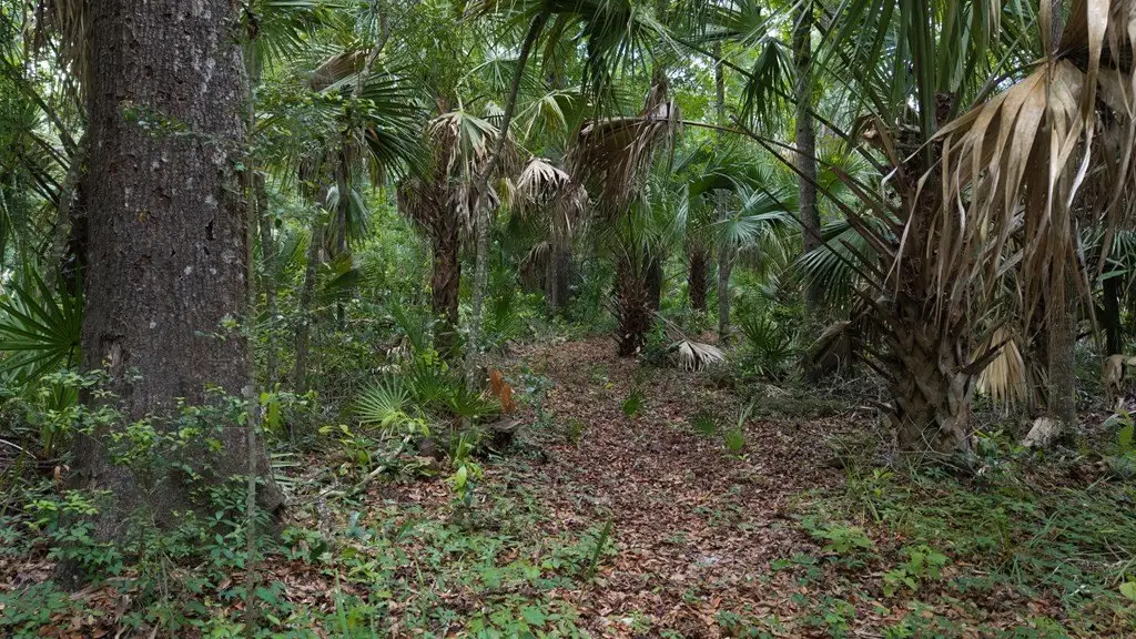 Picture 5