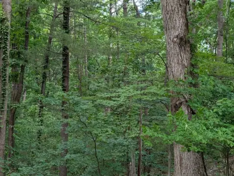 Wooded Building Lots For Sale