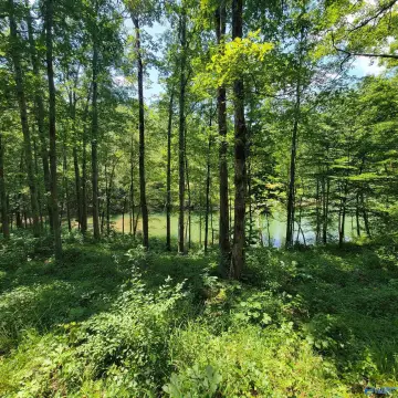 Lakefront Property in Arley, Alabama