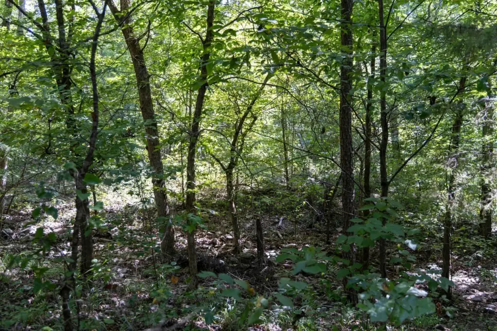 Picture 45