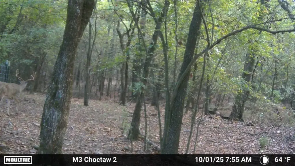 Picture 3