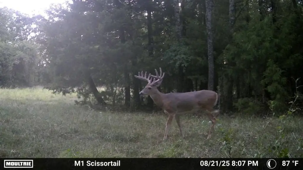 Picture 5